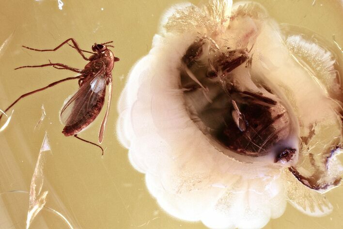 Detailed Fossil Marsh Beetle and Fungus Gnat in Baltic Amber #343350